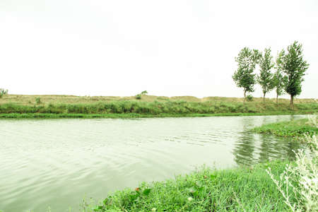 Landscape of the river and trees in the field at summer time