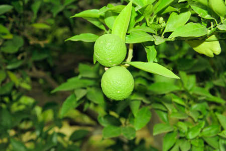 Green limes growing on a tree in the garden, stock photoの写真素材