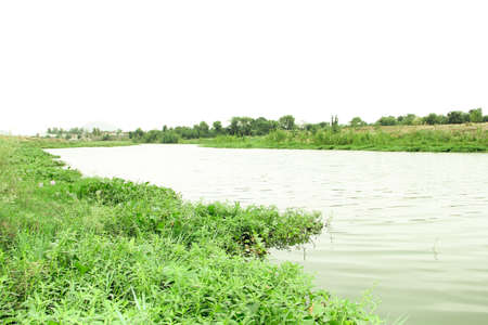 River landscape with green grass and trees on white background, Thailand.の写真素材