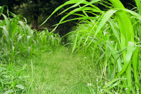 Green grass and white flowers.の写真素材