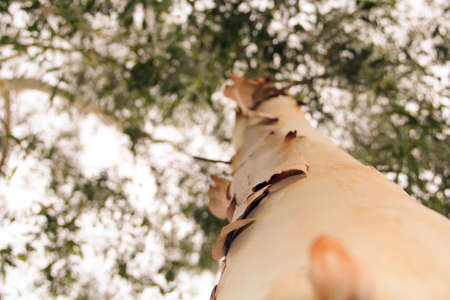Eucalyptus tree bark. Close-up of eucalyptus tree trunk.の写真素材