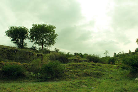 Trees on a hillside in the cloudy day.の写真素材