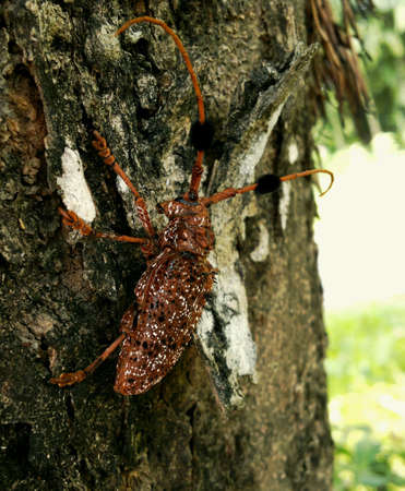 Insect on tree