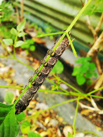 caterpillar 
