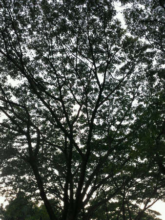 Tree in garden