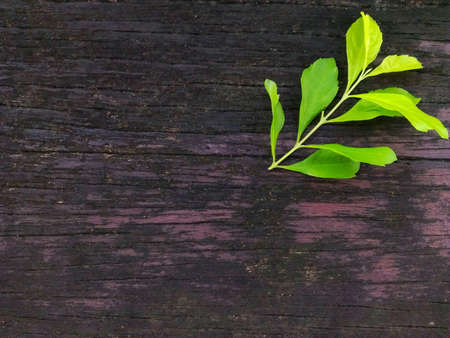 Leave on the woodの素材