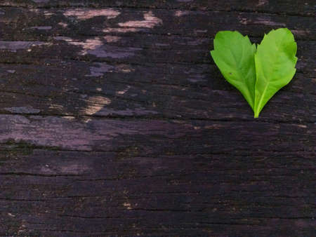 Leaf on woodの素材