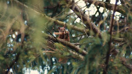 Red Squirrel Eating Food Up On A Pine Tree In A Forest.の写真素材