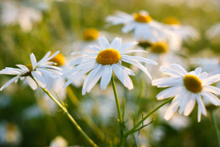Flowers on spring meadow in sunset light. Thin depth of field