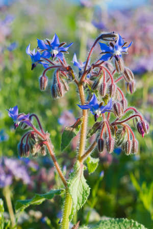 Blooming Borage flowers - Borago officinalisの写真素材