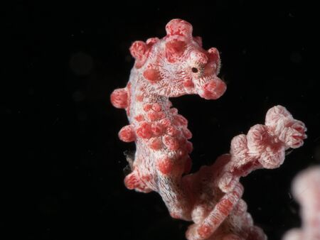 pygmy seahorseの写真素材