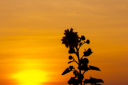 Silhouette Sunflower Helianthus annuus の写真素材