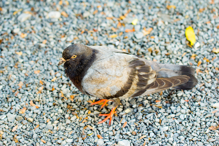 Gray Dove on a Rock  Pigeon の写真素材