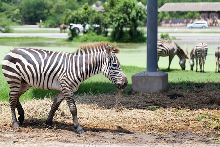 Zebrasの写真素材