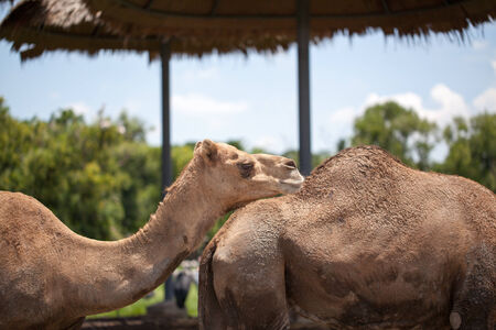 camel