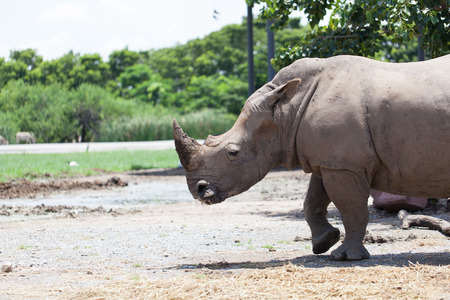 A White Rhinoceros calf in zooの写真素材