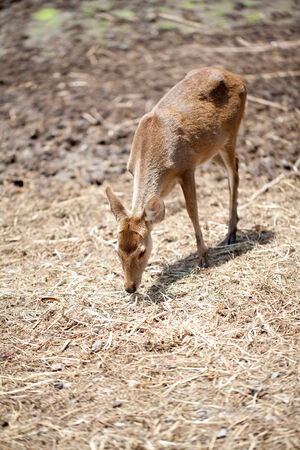 Young Fallow Deer over blurred backgroundの写真素材