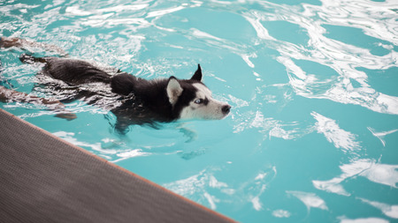 Dog swims in the pool in the summer. Siberian Husky.の写真素材