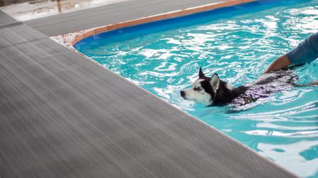Dog swims in the pool in the summer. Siberian Husky.の写真素材