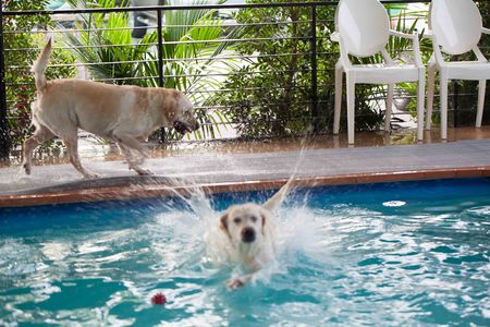 labrador at a local public poolの写真素材