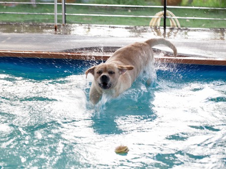 labrador jump at a local public poolの写真素材