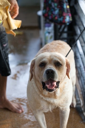 A dog taking a shower with soap and waterの写真素材