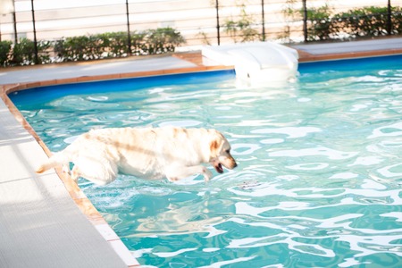 labrador jump at a local public poolの写真素材
