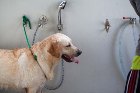 A dog taking a shower with soap and waterの写真素材