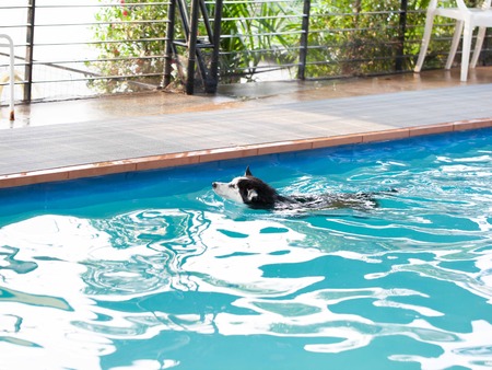 Dog swims in the pool in the summer. Siberian Husky.の写真素材