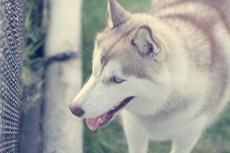 Portrait of Siberian Husky