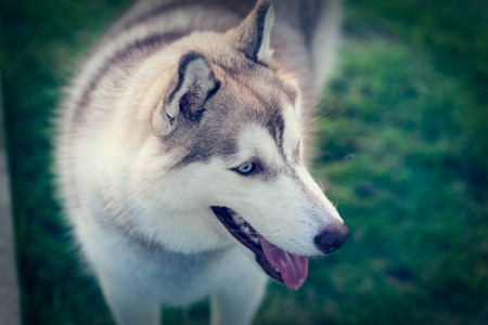 Portrait of Siberian Huskyの写真素材