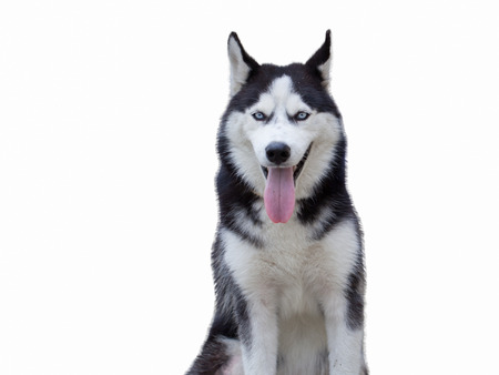 Siberian Husky Champ, sitting in front of white background