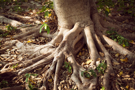 big tree rootの写真素材