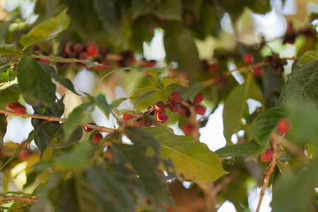 Coffee beans on tree in farmの写真素材