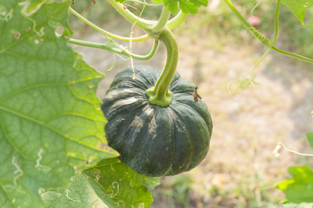 The green pumpkin grows on a kitchen gardenの写真素材