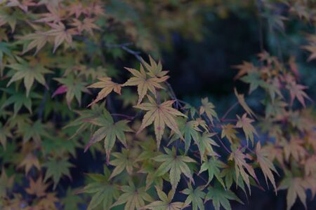 maple leaf