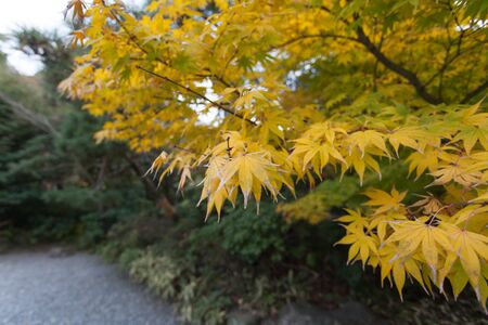 maple leafの写真素材