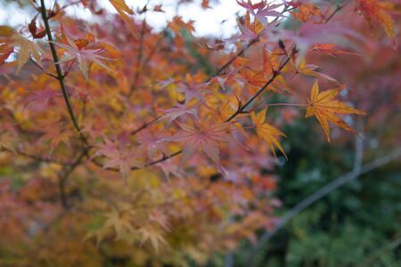 maple leafの写真素材