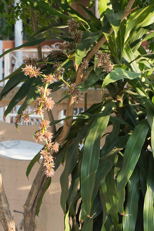 Dracaena fragransの写真素材