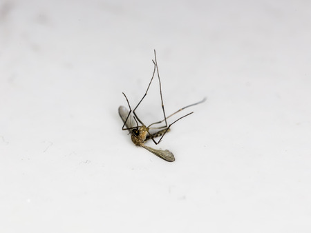 Dead Mosquito