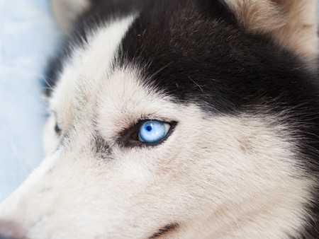Close up on blue eyes of a dogの写真素材