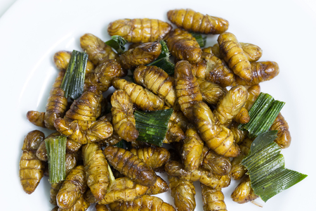 Fried silk worm is the food in thai.の写真素材