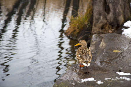 Duck in a winter pondの写真素材