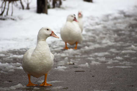 Three white ducks in a rowの写真素材