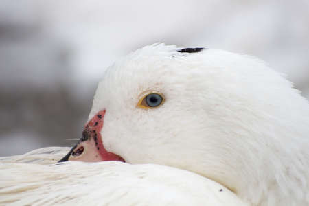 Duck blue eyeの写真素材