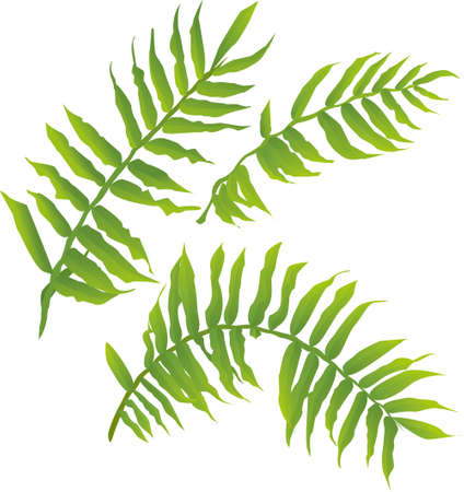 wild fernのイラスト素材