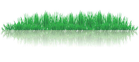 vector illustration of reflective grasses on waterのイラスト素材