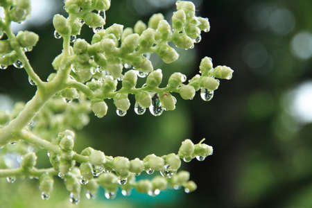 Water droplet on wild flower after the rain with blurred backgroundの写真素材