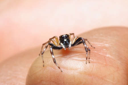Macro photo of a Jumping Spider on human fingerの写真素材