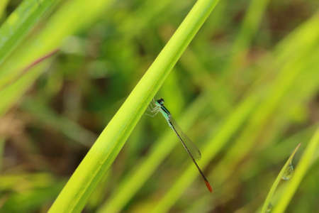 Damselfly hanging upside down on fresh green grassの写真素材